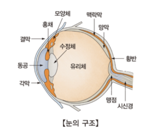 눈의 구조, 출처:서울아산병원